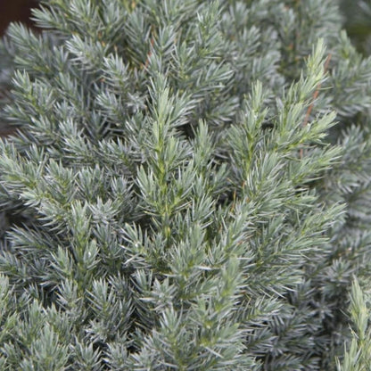 Spiny Greek Juniper (3)