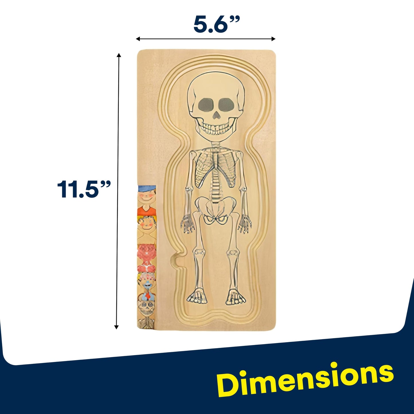 Kidzlane Boy Wooden My Body Puzzle for Toddlers & Kids - 29 Piece Boys Anatomy Puzzle Kid Play Set - Anatomy for Kids, Skeleton Toys for Children Ages 3 Plus