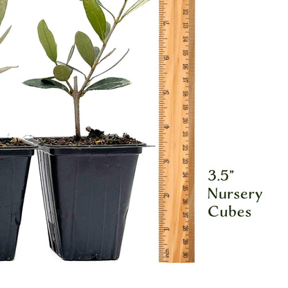 6 Mission Olive Tree Saplings – Edible Fruiting Evergreen Tree for Patio, Container, Indoor & Outdoor Growing, Mediterranean Culinary Olive (Olea europaea ‘Mission’) in 3.5″ Cubes, Live Plants