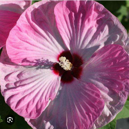 Live Plant - Luna Pink Swirl Hibiscus moscheutos-Small Rooted Starter Plant-Huge 8-10” Blooms