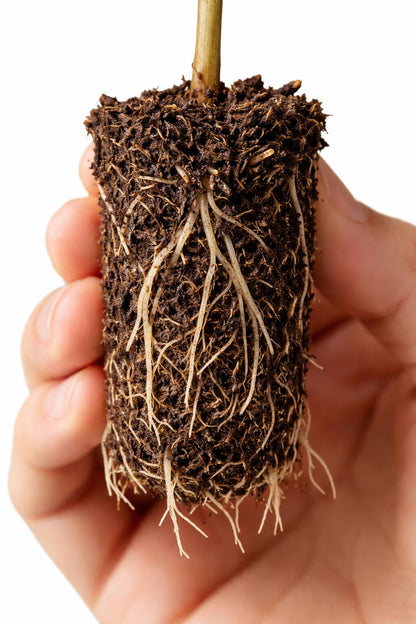 White Oak Tree (Quercus alba) – Live Bare Root Plant, Native Hardwood, Ready to Plant (2-4 inch Seedling)