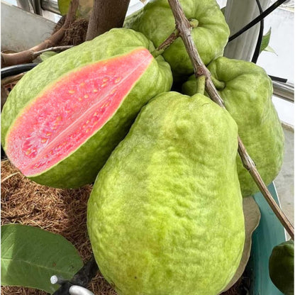 Pink Guava Tree Live Plant, 3 to 6 Inc Tall, Well Rooted, 6 Months Old Guava Tree, Fragrant Guava for Planting, Cold Hardy