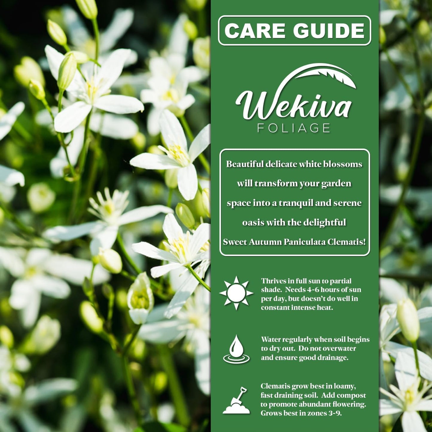 Clematis Sweet Autumn Paniculata - Live Plant in a 3.5 Inch Growers Pot - Bold and Beautiful Starter Flowering Vine Ready for The Garden