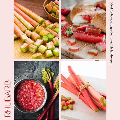 Rhubarb Plant for Planting, Red Rhubarb Root Plant, Well Rooted, 4-6 Inc, Cold Hardy Perennial Vegetable for Indoor Outdoor Garden