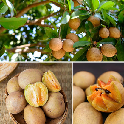 Sapodilla Tree Live Plant, Sapodilla Fruit Plant, Well Rooted, 3 Gallon Pot, 2-3 Feet Tall, Tropical Fruit Tree for Outdoor Garden, No Ship to CA