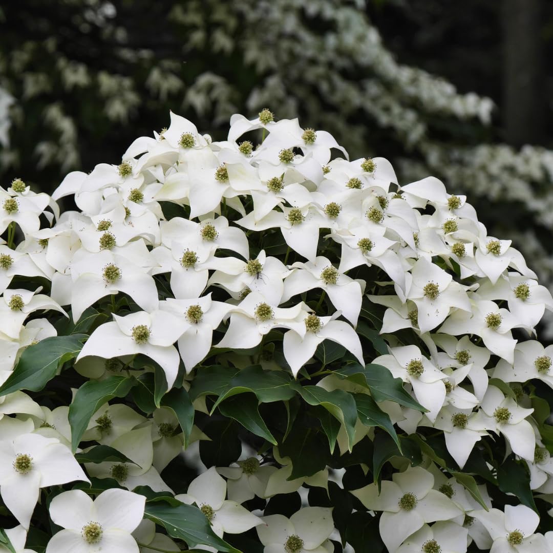 Kousa Dogwood Trees Live Plants 6 Inc -1 Feet Dormant, Live White Kousa Flowering Dogwood Trees Shrubs for Planting Outdoors