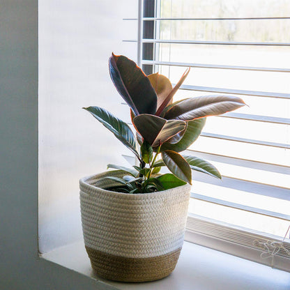 Perfect Plants Variegated Rubber Plant | Ficus Elastica 'Ruby' | Live Indoor Houseplant | Unique Home Décor, 6in. Grower's Pot