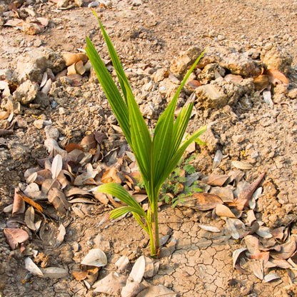 Yellow Coconut Tree Live Plants, Live Sprouted Coconut for Edible Gardening, Sweet Tropical Fruit Tree for Zones 10-11, 6-8 Inch Tall