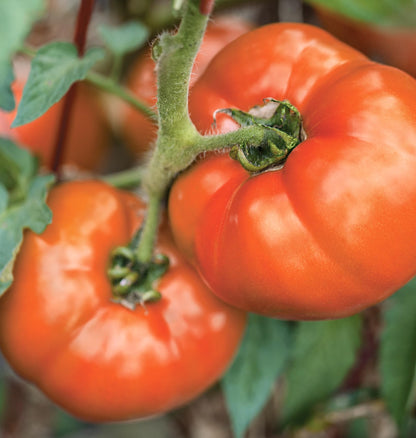 Burpee 'BushSteak' Hybrid, Red Beefsteak Slicing Tomato, 40 Non-GMO Seeds
