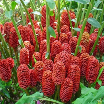 Set 15 of Shampoo Ginger Rhizomes, Awapuhi Zingiber Zerumbet Ginger Rhizomes, Hawaiian Ginger Lily Roots for Gardening