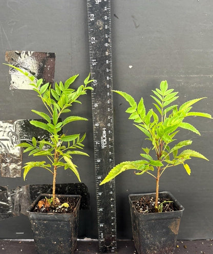 Live Plant - Cape Town Red Tecomariasmall Rooted Starter Planthummingbird Heaven!