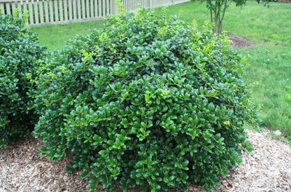 Burford Holly Tree/Shrub - 10-16" Tall Live Plant - Quart Pot - Holly Bush Seedling - Ilex Cornuta 'Burfordii'