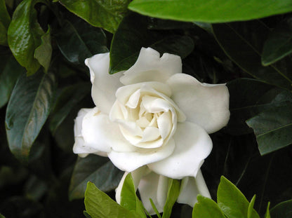 Double Mint Gardenia Plant – Fragrant Reblooming Shrub with Double White Blooms – Evergreen Gardenia Bush for Containers, Borders & Landscapes (3 Gallon/Potted/Single Plant)
