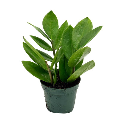 Live ZZ Plant - Zamioculcas zamiifolia - ragnaroc Tropical Plant 6-12” Tall - 1ct - Live Arrival Guaranteed - House Plants for Home Decor & Gift
