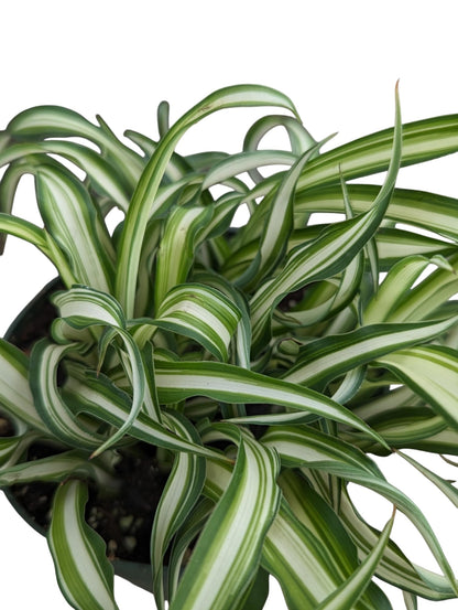 Spider Plant Live Indoor Plants, 4 Inch Pots, Set of 3, Bonnie Curly Variety