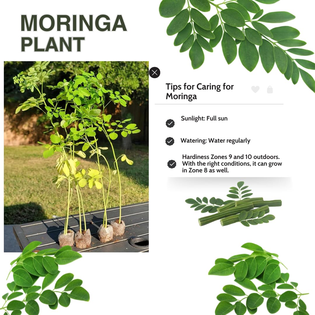 2 Moringa Trees Live Plants, Malunggay Drumstick Horseradish Tree, Moringa Oleifera 6"-8" Tall for Planting