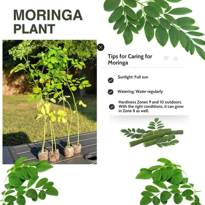 Moringa Oleifera Live Trees Plants in One Pot, 6-10" Tall, Drumstick Horseradish Malunggay Trees Herb, Zones 9-11, 8 Months Old Seedling Tree