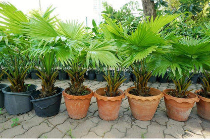 Live Plant - Saw Palmetto-Serenoa Repens-Small Rooted Starter Plant-Medicinal Properties!