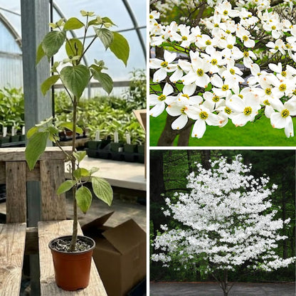 1 White Dogwood Tree Live Plant for Planting, 6-14 Inc Height, in Pot, White Dogwood Live Plant Dogwood Bush Shrub, Dogwood Plant Live, Dogwood Flowers
