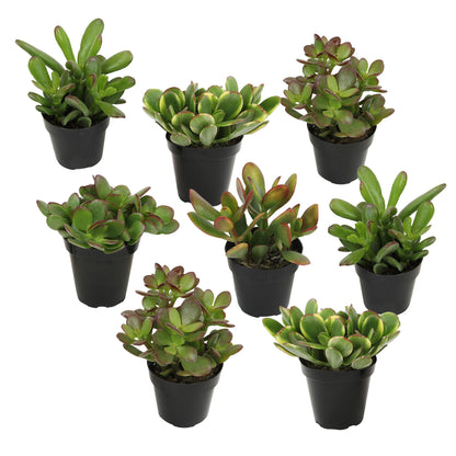 Altman Plants Live Jade Plant Collection (8PK), Classic Jade Plants in 2.5" Pots, Mini Succulents, Sunset Jade, Live Succulents, Crassula Ovata, Variegated Live Plants & House Plants in Succulent Soil