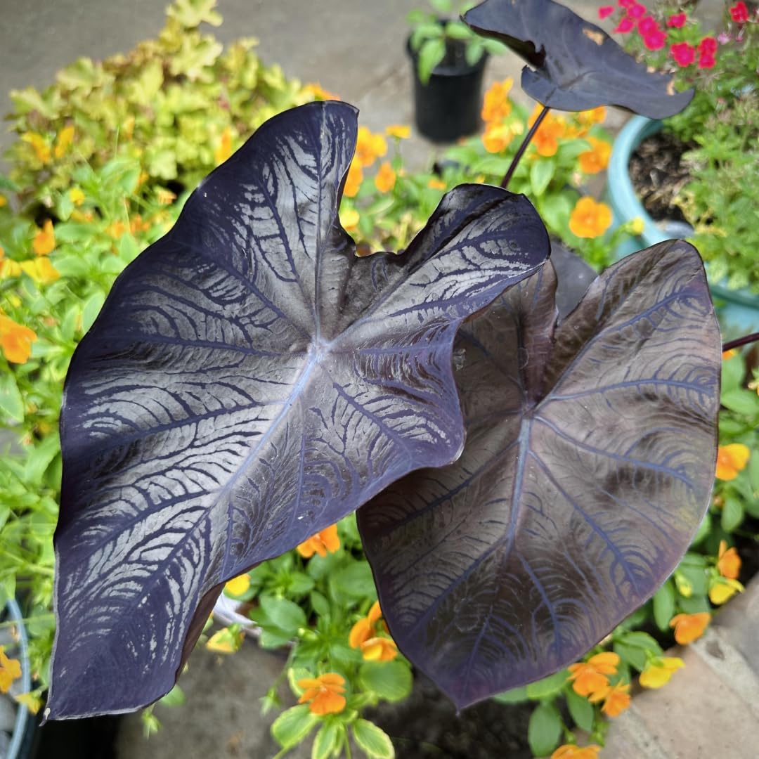 Colocasia Elephant Ears Live Plant, Alocasia Plant, Esculenta Taro Live Houseplant, 5-7 Inc Tall (Black)