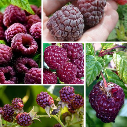 Pack 2 Raspberry Plants Live for Planting, Cold Hardy Raspberry Trees Live Plants, 4 to 9 Inches Tall, Sweet Berry Fruits Seedlings (Purple Thornless Raspberry)