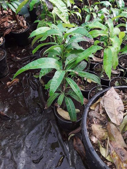 Mango Tree - Live Fruit Tree in a 3 Gallon Pot - Mangifera Indica 'Kent' - Tropical Edible Fruit Bearing Tree