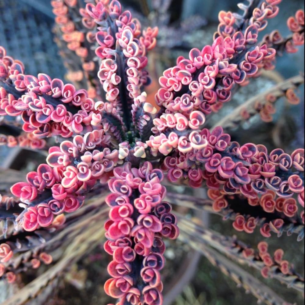 Kalanchoe Pink Butterfly, Pink Kalanchoe Plant Live in 2 Inches Pot, Mother of Thousands Variegated Succulent Live Houseplant