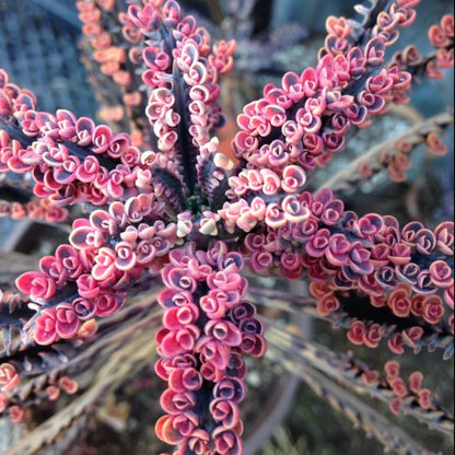 Kalanchoe Pink Butterfly, Pink Kalanchoe Plant Live in 2 Inches Pot, Mother of Thousands Variegated Succulent Live Houseplant