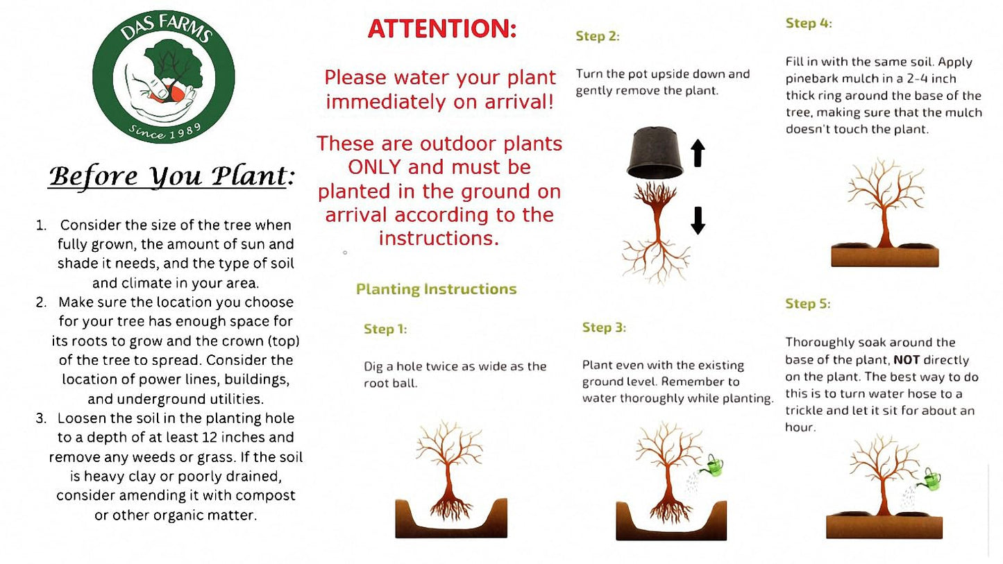 Corkscrew Willow Tree - Live Plant Shipped 3 to 4 Feet Tall by DAS Farms