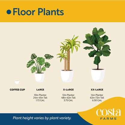 Costa Farms Live Plant, Thai Constellation Monstera House Plant, Decorative Plant Pot, Trending Tropicals Collection for Home and Room Decor, 2-3-Feet Tall
