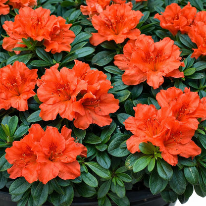Autumn Embers® Encore® Azalea 3-Gallon
