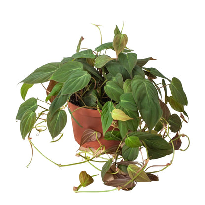 Philodendron 'Velvet' | Live Plant for Indoor & Outdoor | for Living Room, Office, Bathroom | 4" Pot, White Cylinder