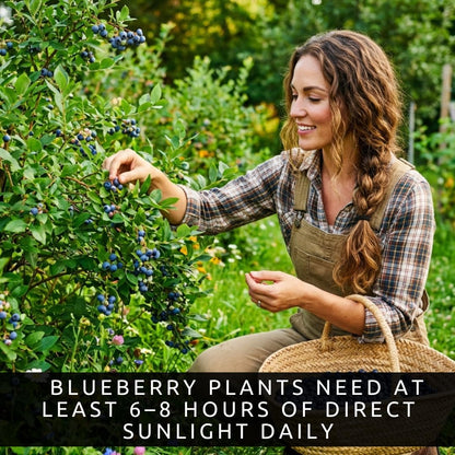 3 Jersery Blueberry Bush Live Plants – Fruit Bearing Blueberry Bush Starter in Box – Healthy Rooted Sapling for Outdoor Garden, Patio or Container Growing (3 Plants)