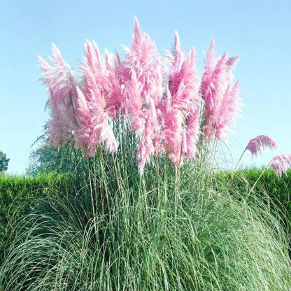 2 Grass Ornamental Grasses Seedlings, Live Grass Perennial Hardy Ornamental Plants, Outdoor Planting, 5-9" Tall (Pink Pampas)
