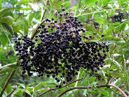 Live Plant - American Elderberry Shrub - 12" Tall Live Plant, Quart Pot - Sambucus Canadensis