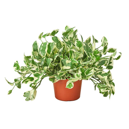 Pothos 'N'joy' | Live Plant for Indoor & Outdoor | for Living Room, Office, Bathroom | (6" Pot)