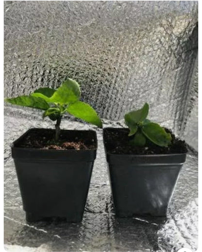 Live Plant - Small Rooted Exotic Tropical Hibiscus Starter Plant