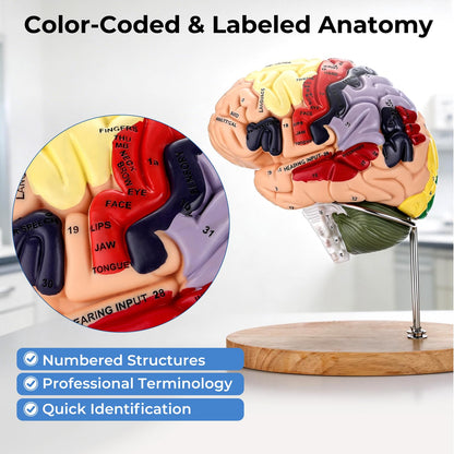 Human Brain Model 2X Life Size, Brain Anatomy Model with 131 Labeled Structures, 4-Part Detachable, Laser-Engraved Labels, Anatomical Brain Model for Neuroscience Psychology Medical Education