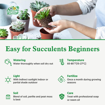 Sprout N Green Variegated Elephant Bush, Portulacaria afra 'Variegata' Live Succulent Plant Fully Rooted in 4" Pots with Soil Mix, Houseplant for Indoor Outdoor Home Office Decor