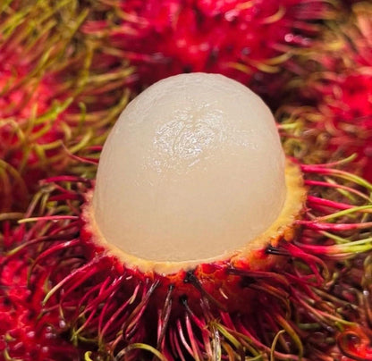 Big Rambutan Plant (Nephelium lappaceum) Tropical Live Fruit Tree (2-3ft)