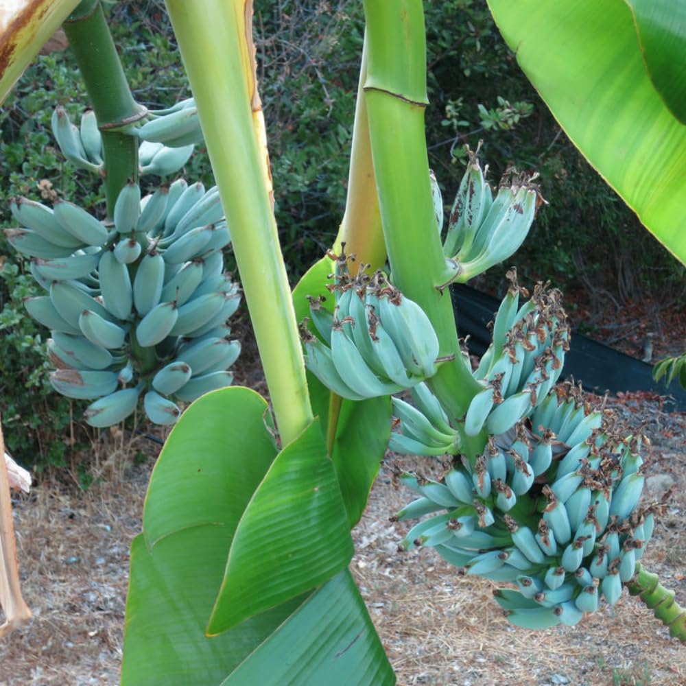 Banana Plant Live, Ice Cream Blue Banana Tree Live Plant, Hardy Banana Fruit Seedling 4 to 8 Inch Tall, Indoor Outdoor