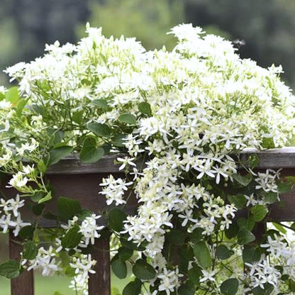 3 Sweet Autumn Clematis Plants Live Well-Rooted in 4” Pots, Fast Growing Fragrant Flowering Vine for Outdoor Garden and Trellis