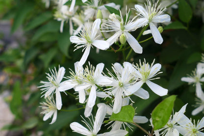 Clematis Sweet Autumn Paniculata - 4 Live Plants in 3.5 Inch Growers Pots - Bold and Beautiful Starter Flowering Vine Ready for The Garden