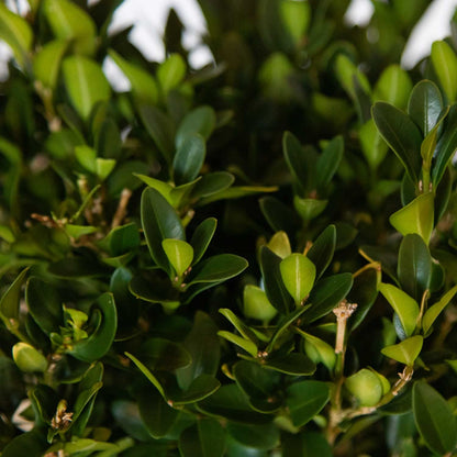 2.5 Gallon - Green Velvet Boxwood