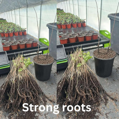 Pack 2 Paw Paw Trees Live Plants, Potted Pawpaw Seedling Plants, 1 Year Old Well Rooted, Common Pawpaw Asimina Triloba, No Leaf in Winter