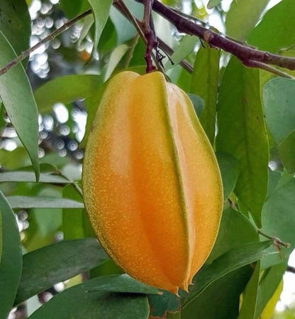 Star Fruit (Averrhoa Carambola) Carambola Live Fruit Tree(1-2ft) Plant (Varieties: Kari, arkin, kaiang, daleys Sweet Gold, fwang Tung)