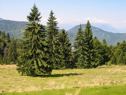 Norway Spruce Tree Seedlings for Planting - Beautiful Evergreen Tree Seeds - Picea Abies (2 Seedlings) - No Ship to California