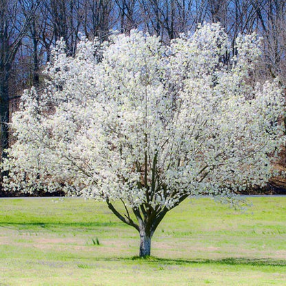 Dormant Dogwood Tree Live Plant, 9 Months Old 6-12 Inch Tall in Quart Pot, Dogwood Tree Potted, Perennial, Well Rooted Plants, Cold Hardy (White Flowering)