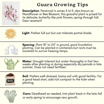 Clovers Garden Gaura Siskiyou Pink Plants - Two (2) Live Plants – Non-GMO - Not Seeds - Each 4" to 8" Tall – in 4" Inch Pots - Perennial, Pollinator Friendly, Continuous Blooms